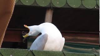 Seagull meme [upl. by Oilla]