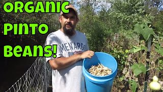 Harvesting Our Heirloom Pinto Beans [upl. by Noakes280]