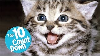 Top 10 Domesticated Cat Breeds [upl. by Kalin15]