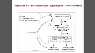 Corticosurrénale 1 [upl. by Sallyanne]