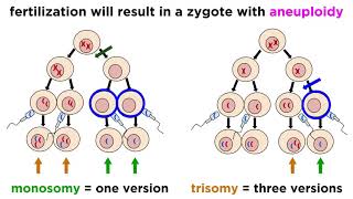 Alteration of Chromosome Number and Structure [upl. by Tatianna]