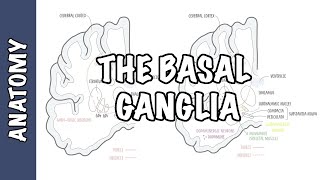 The Basal Ganglia Clinical Anatomy [upl. by Hsekar]