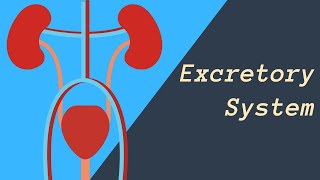 Excretory System  Kidneys Skin and Lungs eliminating waste [upl. by Almire]