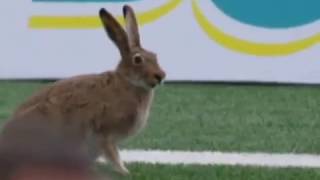 Jackrabbit Gets a Touchdown [upl. by Pesek]