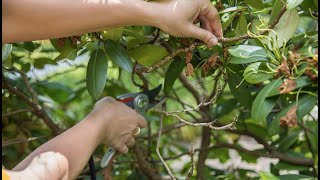 PETITTI How To Prune Rhododendron [upl. by Safir]