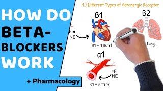 How do Beta Blockers Work  Pharmacology [upl. by Hanson]