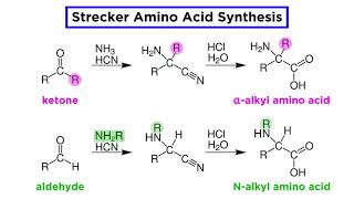 Strecker Amino Acid Synthesis [upl. by Qifahs172]