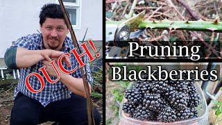 How To Prune Blackberry Bushes  A Guide To Better Yields [upl. by Leirraj]