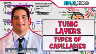 Cardiovascular  Tunic Layers amp Types of Capillaries [upl. by Ahkeber]