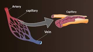 Network of Blood Vessels  Arteries Veins amp Capillaries [upl. by Herc]