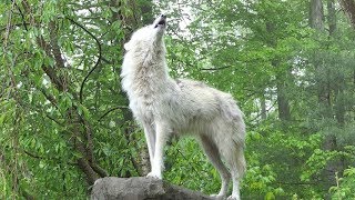 What 30 Wolves Howling Sounds Like [upl. by Hebner189]