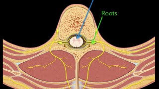 Spinal nerves [upl. by Kuehnel]