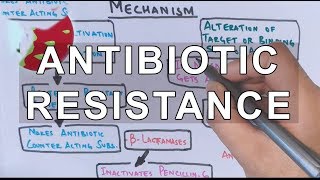 Antibiotic Resistance  Evolution Genetics Microbiology [upl. by Mallen]