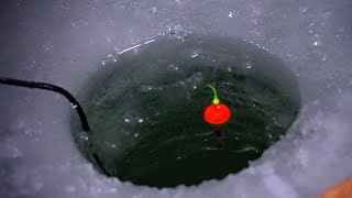 Bobber Down Ice Fishing  Michigan 2021  Crappie Walleye amp more [upl. by Lamond]