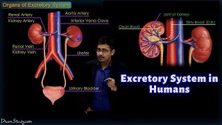 Excretory System in Humans  CBSE Class 10 Science Biology  Toppr Study [upl. by Amethist]