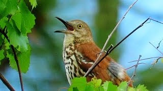 Brown Thrasher Singing [upl. by Nivrehs]