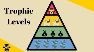 Trophic Level Pyramid [upl. by Latsyrhc793]