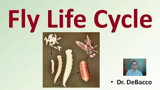 Fly Life Cycle [upl. by Imiaj357]