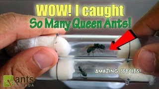 Catching So Many Queen Ants [upl. by Demb871]