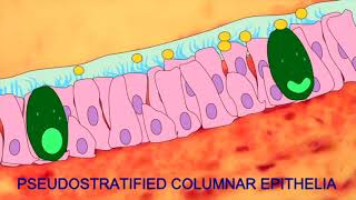 Cell Modification [upl. by Sokcin]