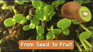 How to Grow Kiwi from Seed at Home [upl. by Aidul211]