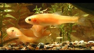 Rosy Red Minnows with Goldfish [upl. by Diet]