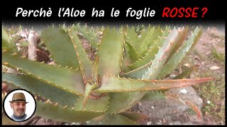 Perchè laloe ha le foglie rosse [upl. by Mundt]