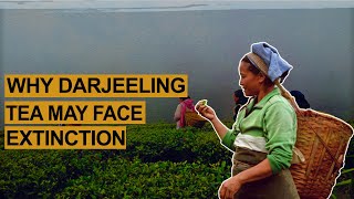 Why Darjeeling tea may face extinction [upl. by Ajam897]