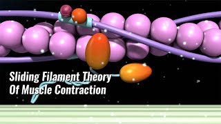 Sliding Filament Theory Of Muscle Contraction Explained [upl. by Lavinie]