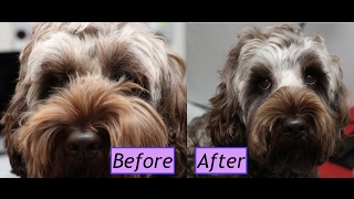 How to groom a Cockapoo face  Demo [upl. by Nahgeam454]