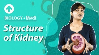 Structure of Kidney  Hindi  Excretory System  Biology  Class 10 [upl. by Wilburt]