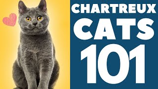 The Chartreux Cat 101  Breed amp Personality [upl. by Sabah]