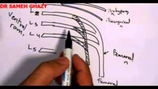 lumbar plexus by dr sameh ghazy [upl. by Ssew727]