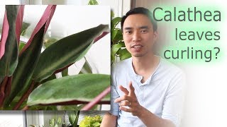 How to fix Calathea leaf curling and general care [upl. by Giuseppe219]