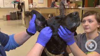 How to Clean A Dogs Ears [upl. by Atiragram]