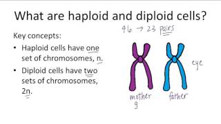 Haploid v Diploid [upl. by Kolk]