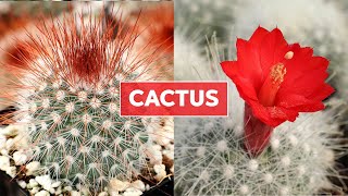 Cactus 101  Care Tips amp Unique Traits [upl. by Trainor]