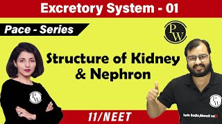 Excretory System 01  Chapter 19  Structure of Kidney and Nephron  Class 11  NEET  Pace Series [upl. by Airtap]