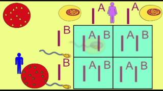 GENETICS1 CODOMINANCE AND THE INHERITANCE OF BLOOD TYPE [upl. by Donaugh]