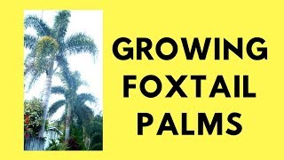 Growing Foxtail Palms From Seed [upl. by Belle]