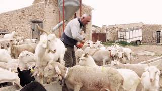 La vida del pastor  Entrevista a pastores de ovejas [upl. by Elset]