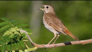 Hermit Thrush Singing [upl. by Esenej87]