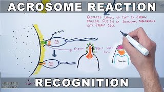 Acrosome Reaction in Sea Urchin [upl. by Aihk760]