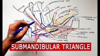 Submandibular triangle  boundaries amp contents  Anatomy Tutorial [upl. by Aiet549]