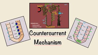 Countercurrent Mechanism  Loop of Henle  Concentration of urine  Renal Physiology [upl. by Leeban712]