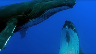 Two Beautiful Humpback Whales Dance  Animal Attraction  BBC Earth [upl. by Okiam]