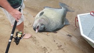 GIANT PIRANHAS Discovered In Amazon [upl. by Tierney581]