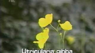 conespur bladderwort Utricularia gibba [upl. by Drain487]