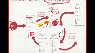 Plant Nitrogen Uptake and Assimilation [upl. by Cohberg843]