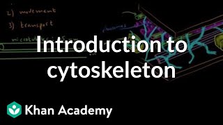 Introduction to cytoskeleton  Cells  MCAT  Khan Academy [upl. by Sayer]